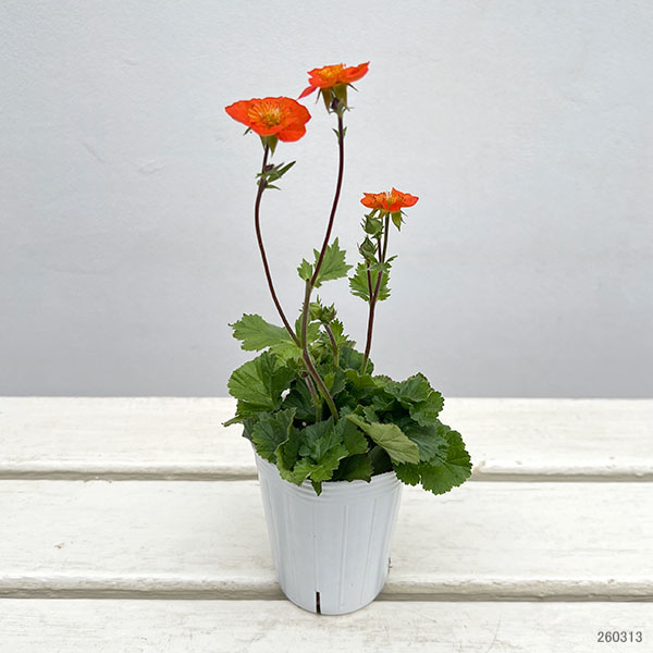 ゲウム（ダイコンソウ）：コイ2.5号ポット 2株セット