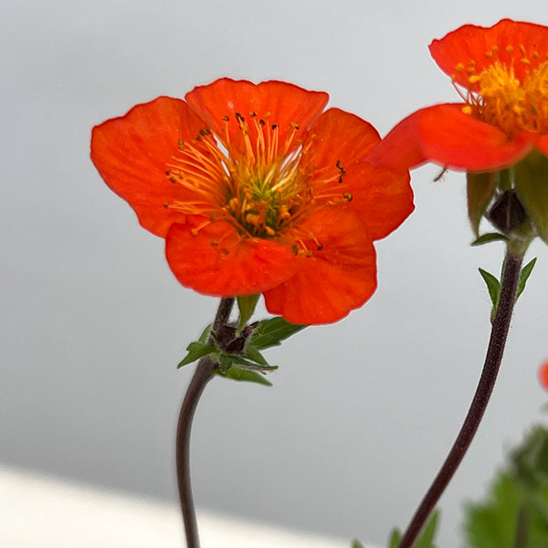 ゲウム（ダイコンソウ）：コイ2.5号ポット 2株セット