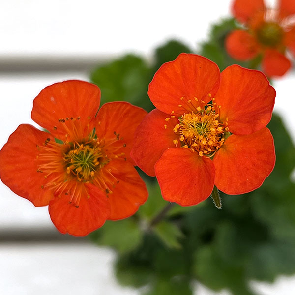 ゲウム（ダイコンソウ）：コイ2.5号ポット 2株セット