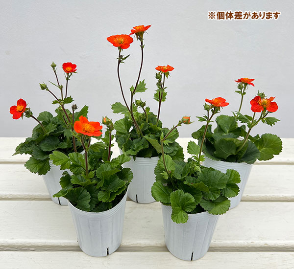 ゲウム（ダイコンソウ）：コイ2.5号ポット 2株セット