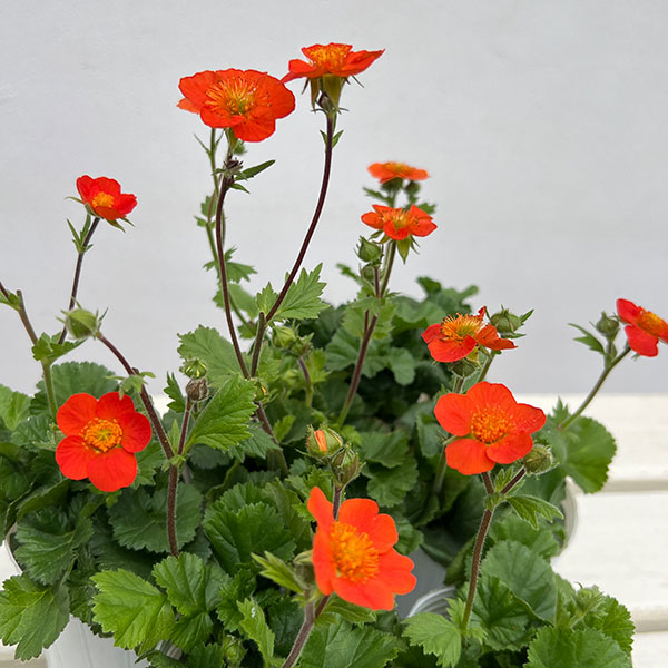 ゲウム（ダイコンソウ）：コイ2.5号ポット 2株セット