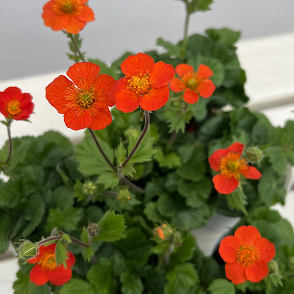 ゲウム（ダイコンソウ）：コイ2.5号ポット 2株セット