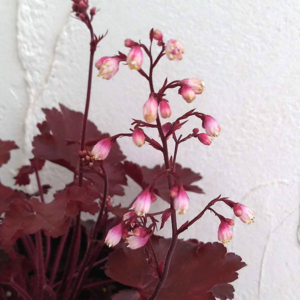 ヒューケラ：ファイヤーチーフ5号鉢植え