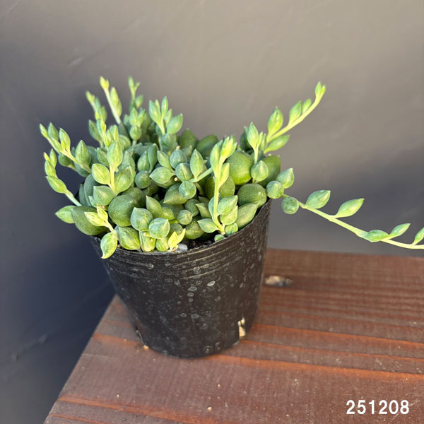 セネシオ:人気ネックレスセット(グリーンネックレス&エンジェルティアーズ)