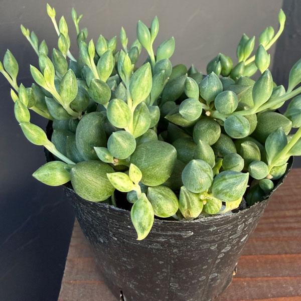 セネシオ:人気ネックレスセット(グリーンネックレス&エンジェルティアーズ)