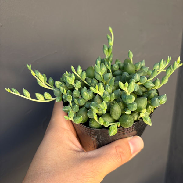 セネシオ:人気ネックレスセット(グリーンネックレス&エンジェルティアーズ)