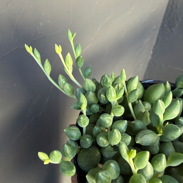 セネシオ:人気ネックレスセット(グリーンネックレス&エンジェルティアーズ)