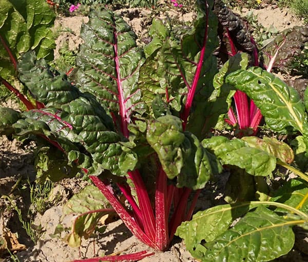 [26年4月上旬予約]ルバーブ：スペシャルレッド3号ポット