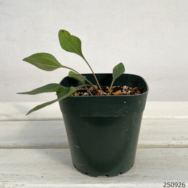 エキナセア：デリシャスキャンディ3.5号ポット