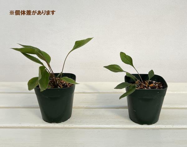 エキナセア：デリシャスキャンディ3.5号ポット