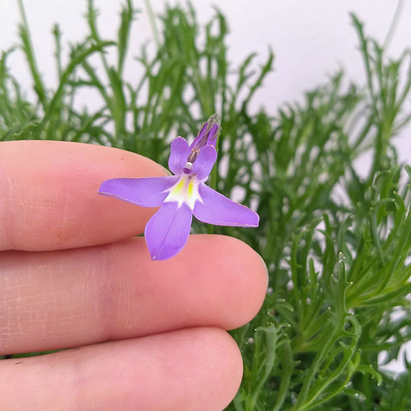 [26年3月中下旬予約]ロベリア：パラシオンブルー4号鉢植え