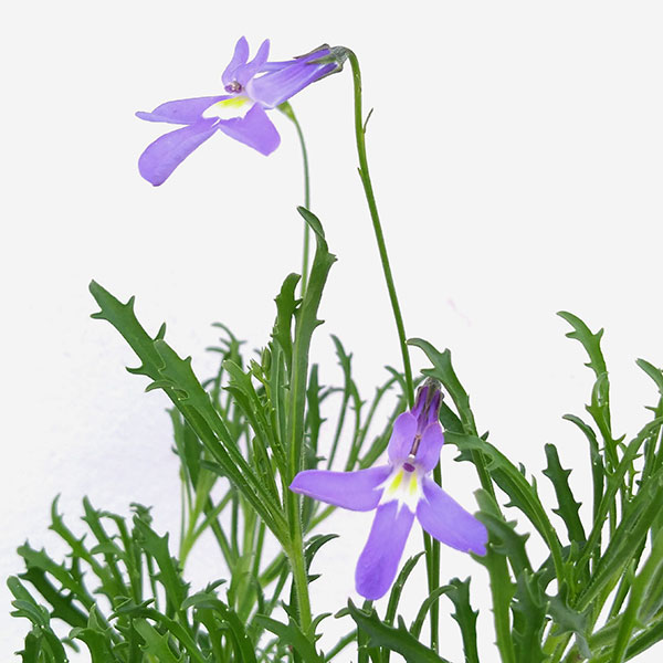 [26年3月中下旬予約]ロベリア：パラシオンブルー4号鉢植え