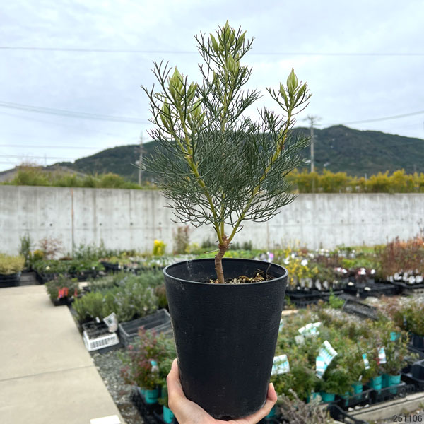 セルリア（ジョーイセルリア）：プリティピンク 5号鉢植え