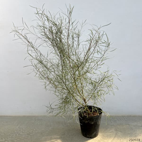 グレビレア:エンドリチリアナ7号ポット