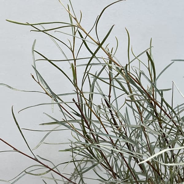 グレビレア:エンドリチリアナ7号ポット