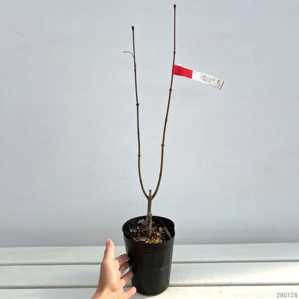 モミジ：鴫立沢（シギタツサワ）3.5-4号ポット