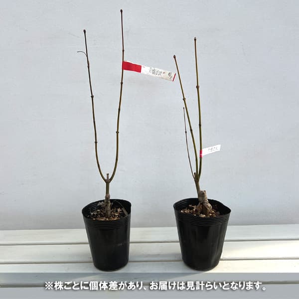 モミジ：鴫立沢（シギタツサワ）3.5-4号ポット