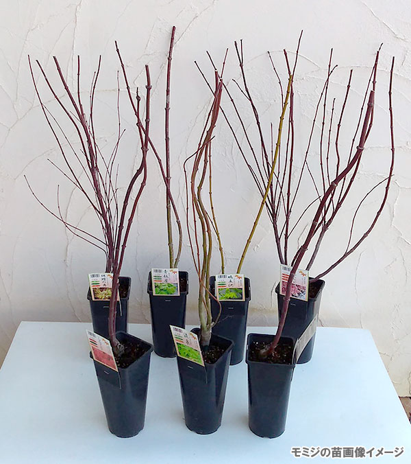 [26年2月中下旬予約]モミジ：鴫立沢（シギタツサワ）3.5-4号ポット