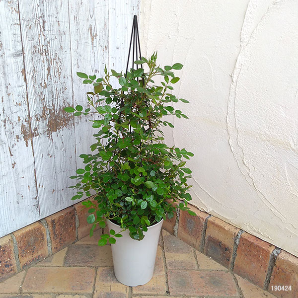 バラ・リトルアーチスト タワー仕立て6号鉢植え