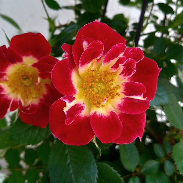 バラ・リトルアーチスト タワー仕立て6号鉢植え