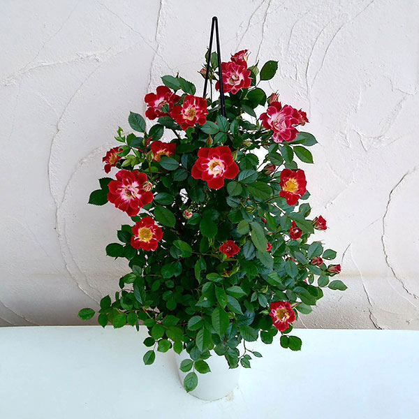 バラ・リトルアーチスト タワー仕立て6号鉢植え