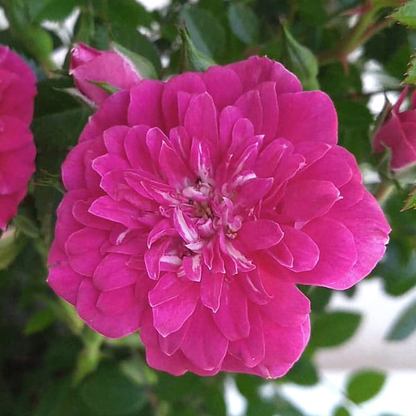 バラ・須磨(すま)リング仕立て6号鉢植え