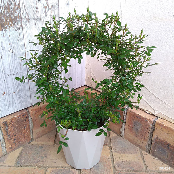 バラ・須磨(すま)リング仕立て6号鉢植え