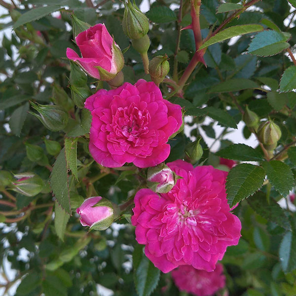 バラ・須磨(すま)リング仕立て6号鉢植え