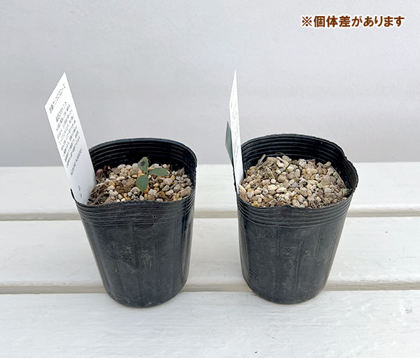 クリスマスローズ（原種）：クロアチカス3号ロングポット