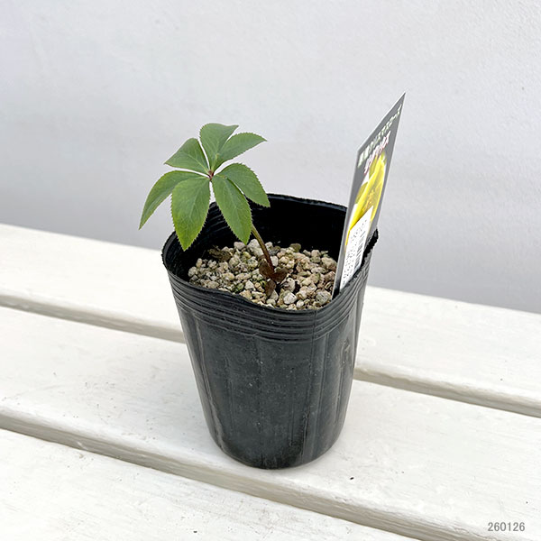 クリスマスローズ（原種）：リグリクス3号ロングポット