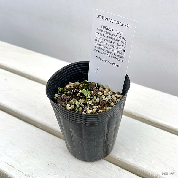 クリスマスローズ（原種）：トルカータス3号ロングポット
