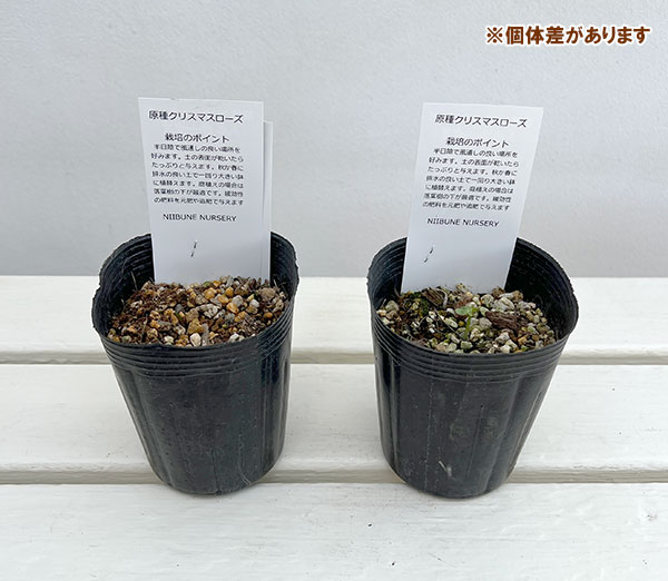 クリスマスローズ（原種）：トルカータス3号ロングポット