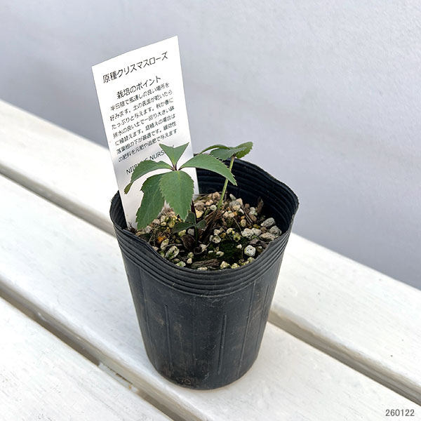 クリスマスローズ（原種）：オドルス3号ロングポット