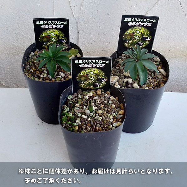 クリスマスローズ(原種):セルビックス3号ロングポット