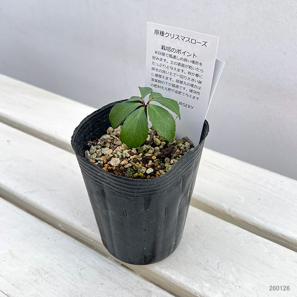 クリスマスローズ（原種）：セルビックス3号ロングポット