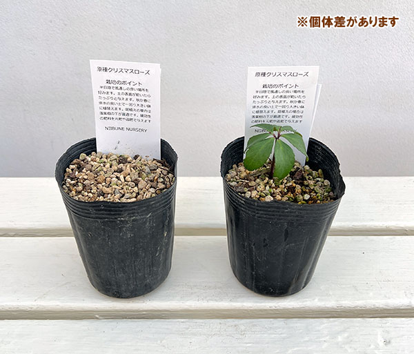 クリスマスローズ（原種）：セルビックス3号ロングポット