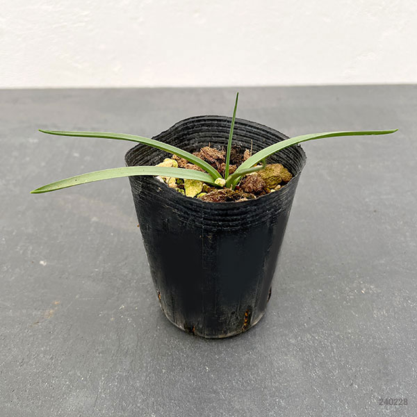 イングリッシュブルーベル（ケント地方）2.5～3号ポット