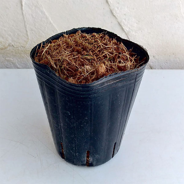 イングリッシュブルーベル（ケント地方）2.5～3号ポット