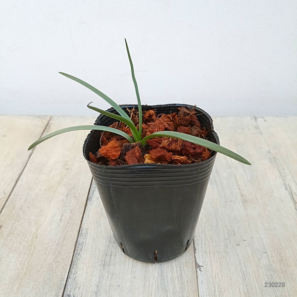 イングリッシュブルーベル（ケント地方）2.5～3号ポット