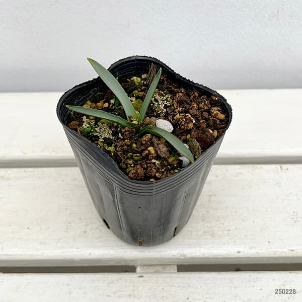 イングリッシュブルーベル（ケント地方）2.5～3号ポット