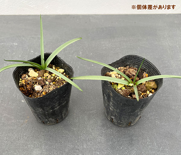 イングリッシュブルーベル（ケント地方）2.5～3号ポット