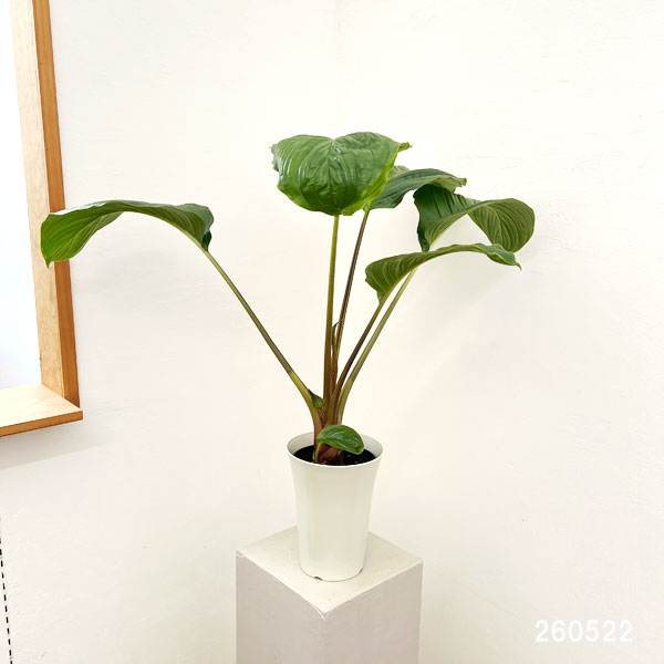 タッカ:シャントリエリ(ブラックキャット)6号鉢植え