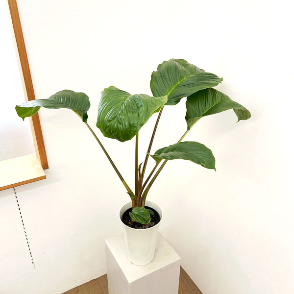 タッカ:シャントリエリ(ブラックキャット)6号鉢植え