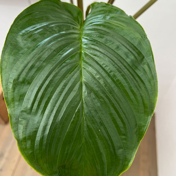 タッカ:シャントリエリ(ブラックキャット)6号鉢植え