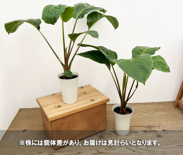 タッカ:シャントリエリ(ブラックキャット)6号鉢植え