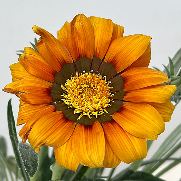 八重咲きガザニア：ロミーヌ ゴールド3.5号ポット