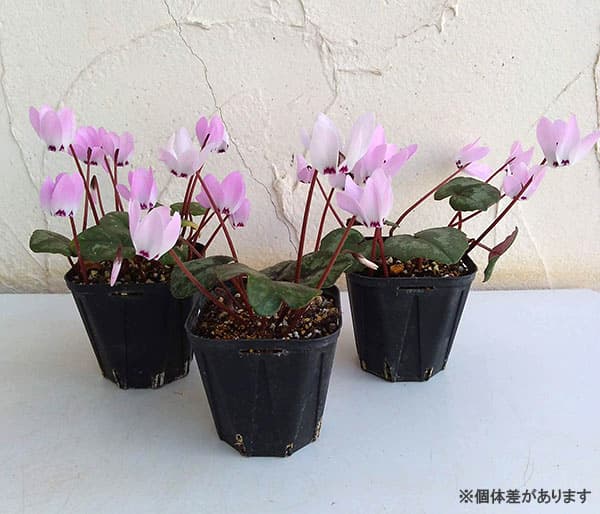 園芸ネット本店｜シクラメン（原種）：リバノチカム3号ポット の通販