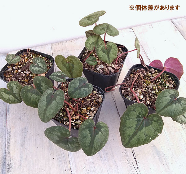 Room335様確認専用！！原種シクラメン Room335様確認専用！！原種シクラメン Room335様確認専用！！原種