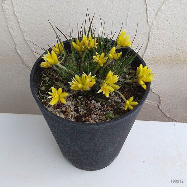 コノスティリス・セティゲラ 4号ポット