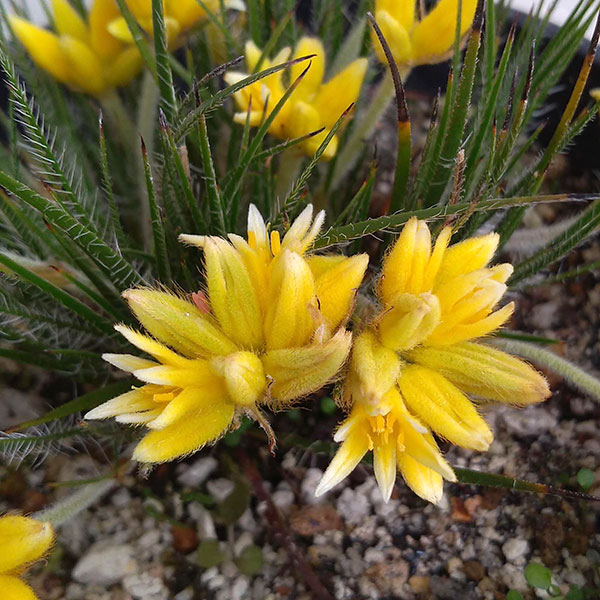 コノスティリス・セティゲラ 4号ポット